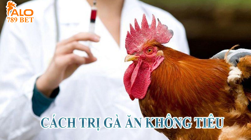 Gà ăn không tiêu do nghẽn ruột