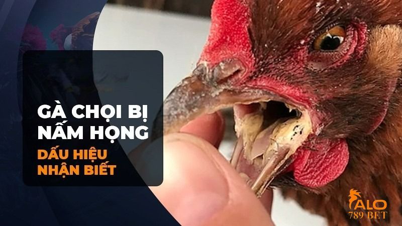 bệnh nấm họng ở gà chọi