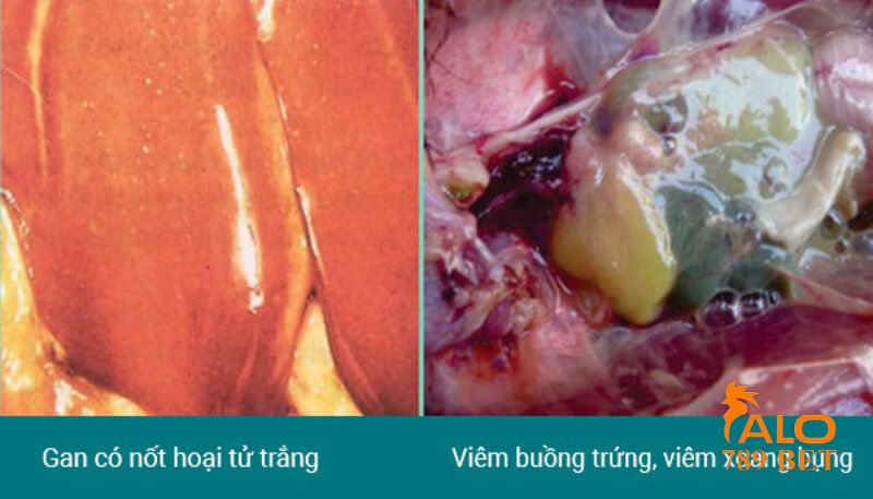 Đặc điểm dịch tế khi gà bị bệnh tụ huyết trùng