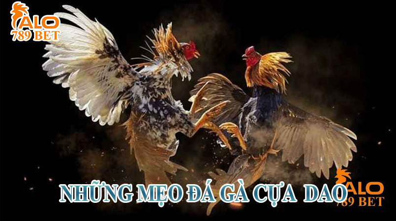 Mẹo đá gà cựa dao giúp sư kê nhanh giành chiến thắng