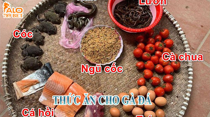 Trộn thức ăn cho gà đá - Bí quyết giúp gà khỏe mạnh