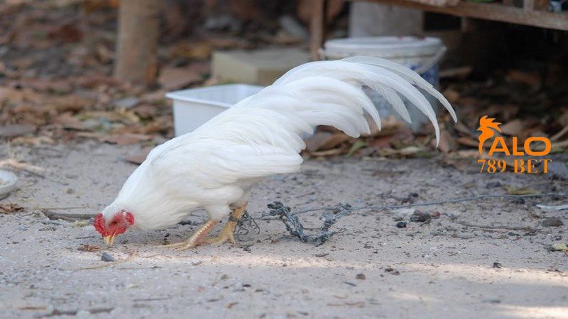 Những nguyên nhân khiến gà tre trở nên nhát người 