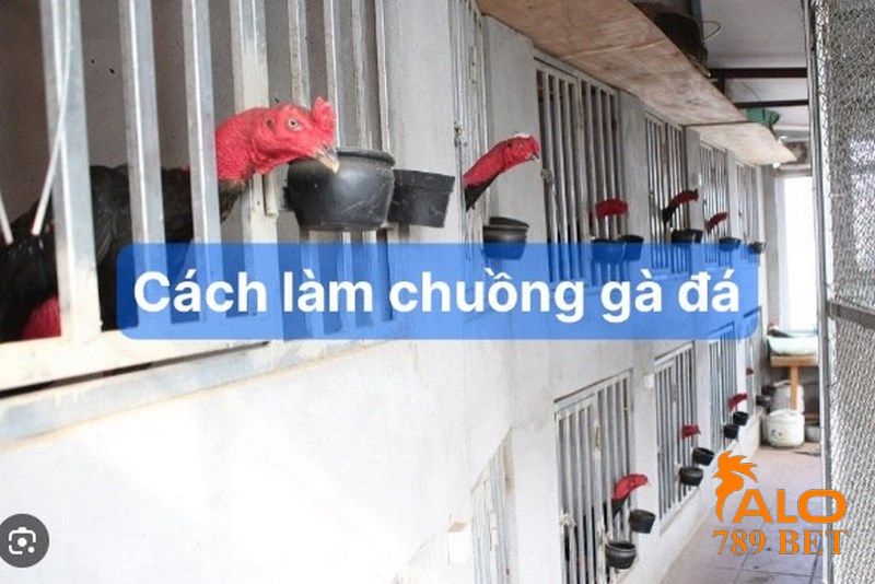 Các lưu ý trong cách làm chuồng gà đá