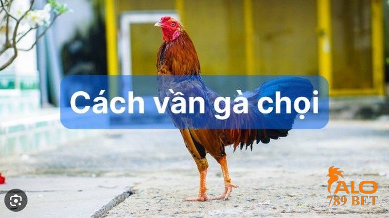 Lựa chọn thời điểm vần gà chọi