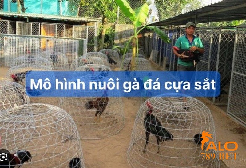 Mô hình nuôi gà đá cựa sắt