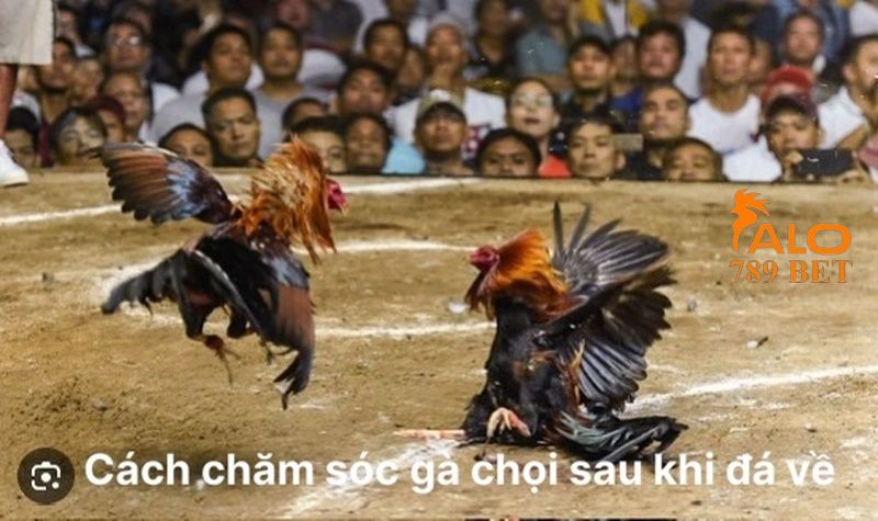 Nên chăm sóc chu đáo cho gà chọi sau đá