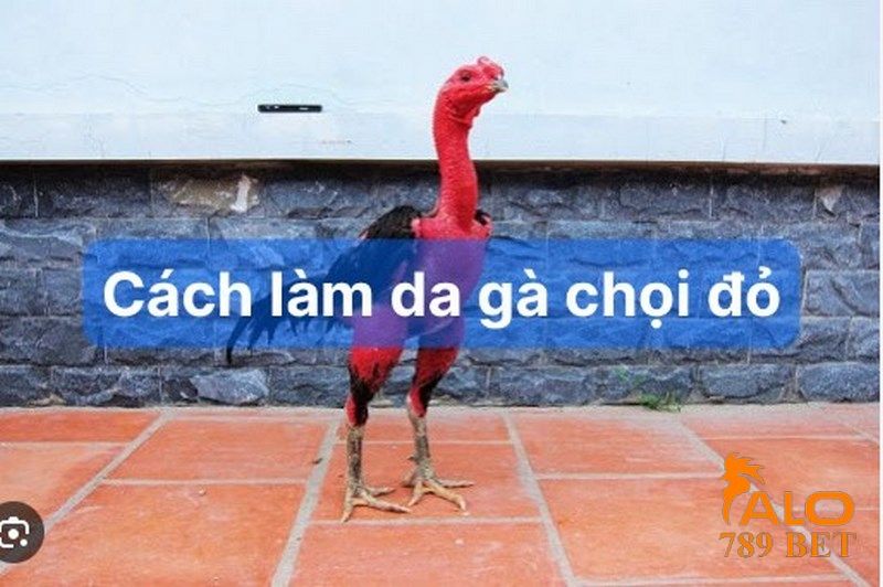 Tìm hiểu về đặc điểm da gà chọi đỏ