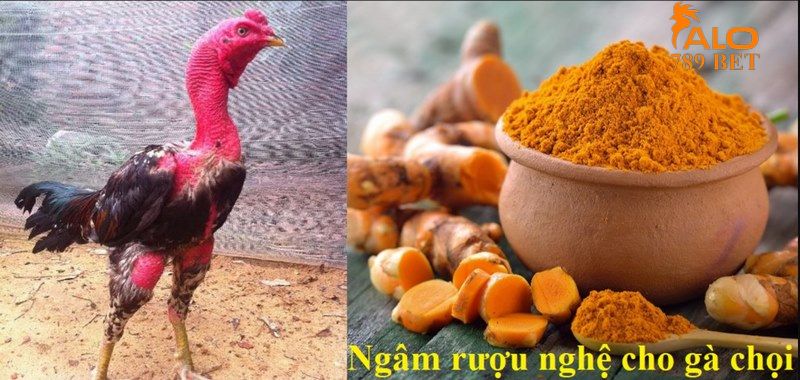 Ngâm rượu bóp cho gà chuẩn công thức